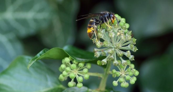 strsljen, azijski, dezinsekcija