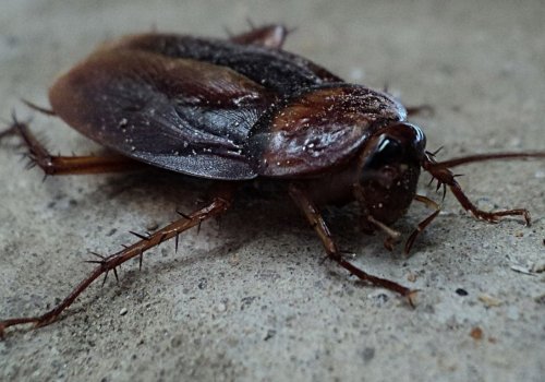 Kako se riješiti velikih crnih žohara?