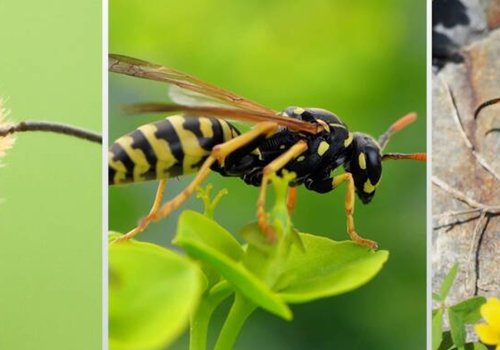 Pčele, ose i stršljenovi – kako ih razlikovati i zaštititi se?