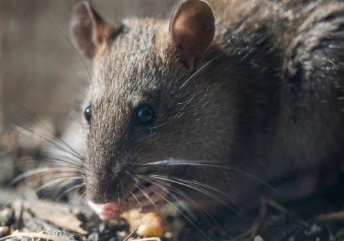 Kako zaustaviti pojavu glodara koji prenose leptospirozu?